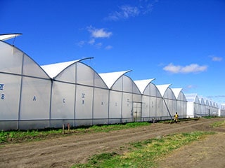 Foil Greenhouse