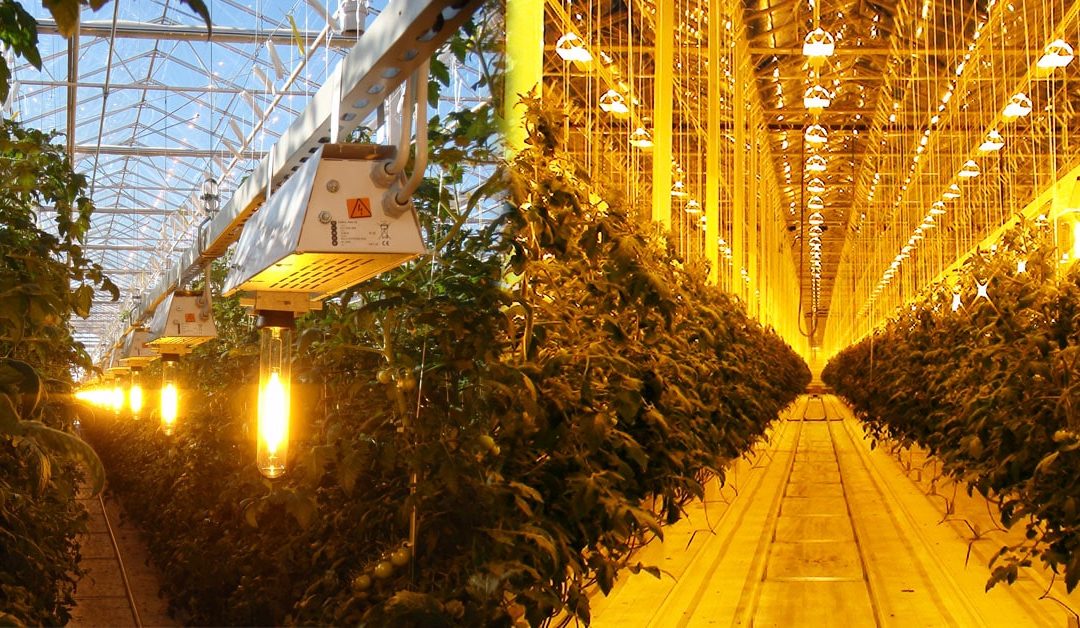 Grow Lamps in the Greenhouse, Yes or No ?