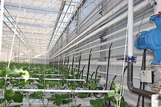 Greenhouse heating systems