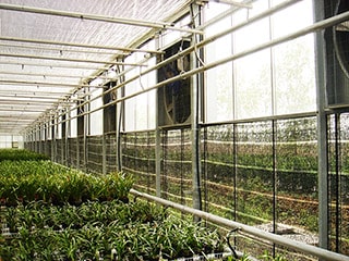 Greenhouse Pad and Fan Cooling System